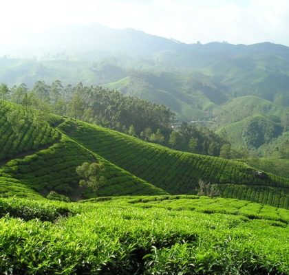 Culture du thé en Inde