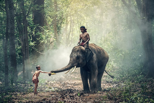 Elephant en Birmanie